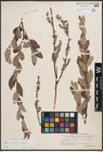 Foto von Salix cinerea L. x Salix repens L.